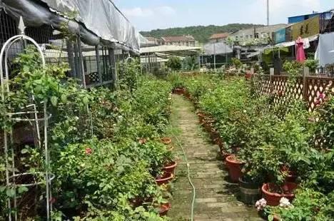 武汉宠物食品批发市场:武汉有专门的花鸟市场吗？