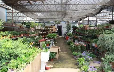 武汉宠物食品批发市场:武汉有专门的花鸟市场吗？