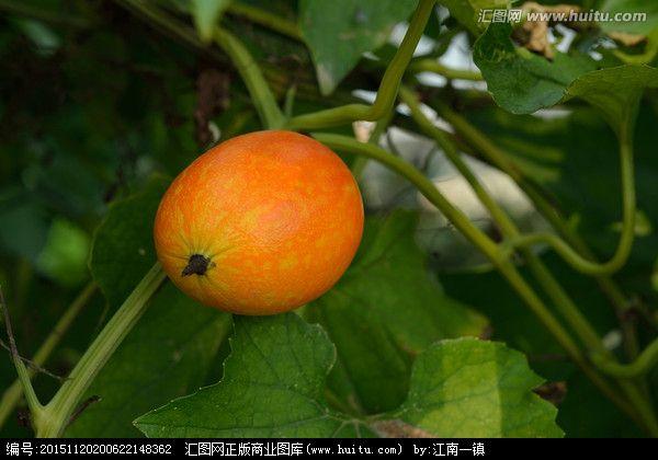 瓜搂是药材吗？