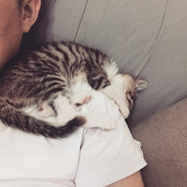 超萌猫咪动态图片:一只猫能可爱到什么程度？