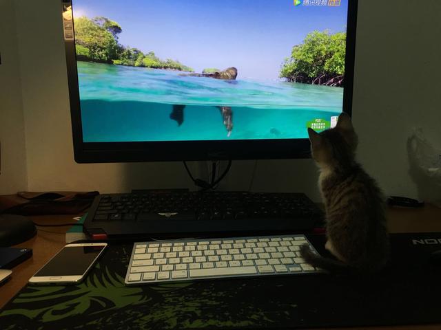 超萌猫咪动态图片:一只猫能可爱到什么程度？