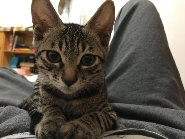 超萌猫咪动态图片:一只猫能可爱到什么程度？