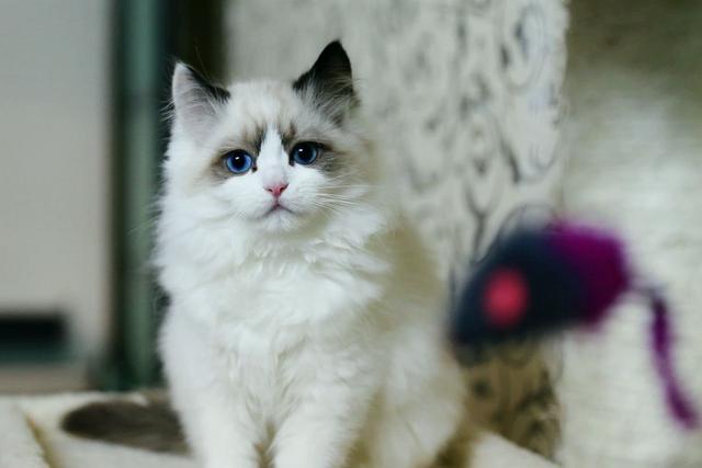盆景猫 谣言:为什么有些人那么讨厌猫呢？能说说原因吗？