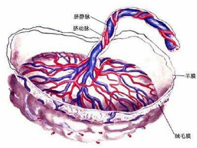 头条问答 - 新生儿胎盘,脐带干细胞储存是否有意义?(倩sur的回答,0赞)