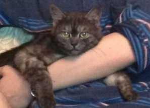 黯然销魂虫 吃猫鼠:猫为什么要和老鼠过不去？