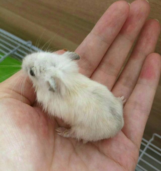 头条问答 - 仓鼠买后发现少了一条腿,而且前脚的拇指也一直缩着,而且