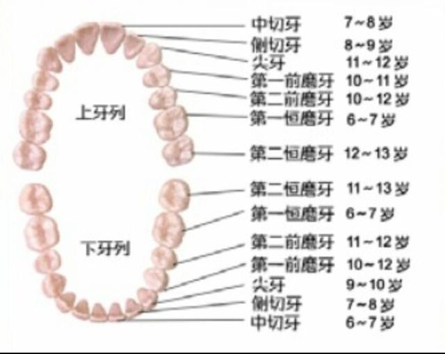 换多少颗牙齿:人到多少岁就不换新牙了？