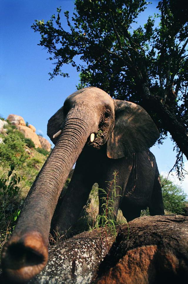 头条问答 - 非洲象的耳朵比亚洲象大还是小?(1个回答)