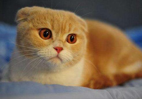 狸花猫价格:你愿意花多少钱买一只猫？