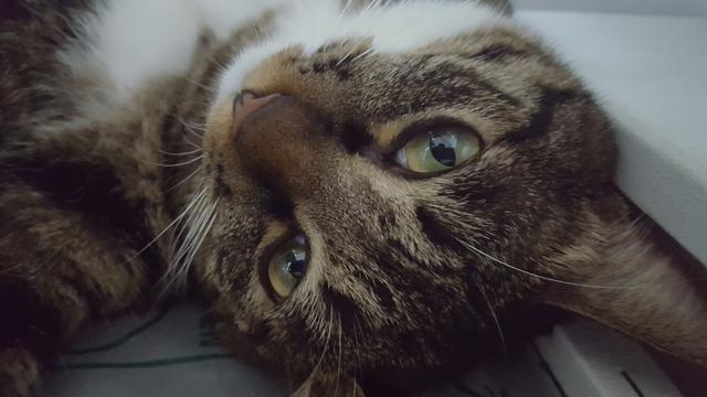 狸花猫价格:你愿意花多少钱买一只猫？
