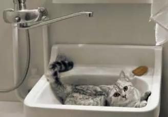 安吉拉小猫灵异事件:你见过哪些猫的诡异行为？