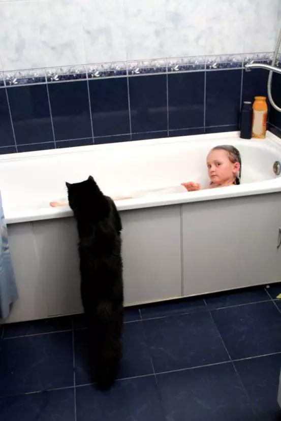 安吉拉小猫灵异事件:你见过哪些猫的诡异行为？