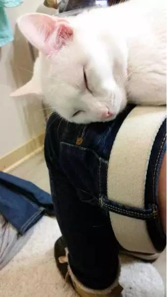 安吉拉小猫灵异事件:你见过哪些猫的诡异行为？