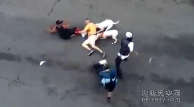 斗牛犬打架视屏:斗牛犬打架视频 斗牛犬好养吗此犬生性暴躁爱咬人不易养护？