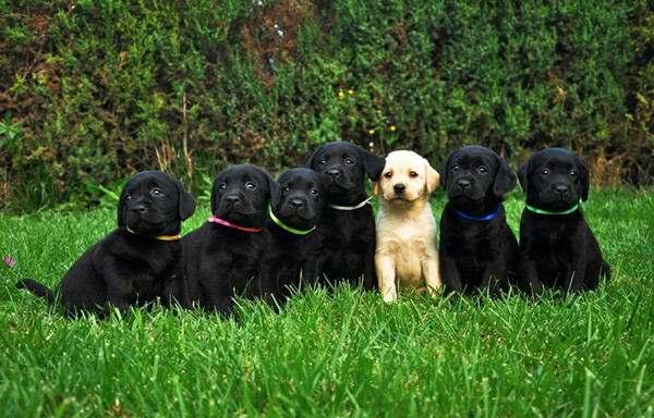 拉布拉多犬价格:市场上双血统拉布拉多价格多少？ 拉布拉多犬价格是多少