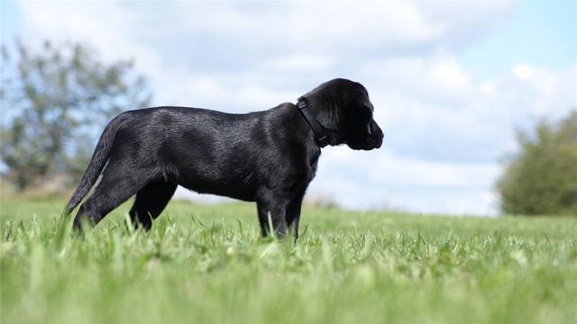 拉布拉多犬价格:市场上双血统拉布拉多价格多少？ 拉布拉多犬价格是多少