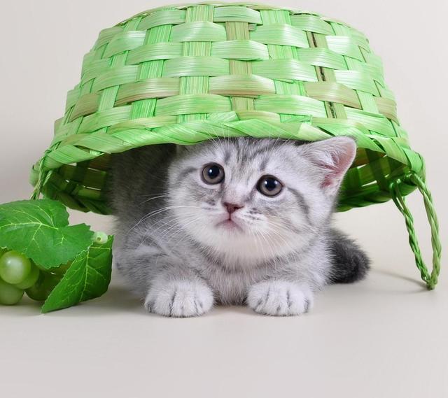 怎么确定猫认主人了咕噜咕噜:猫咪是怎么分辨出主人的？