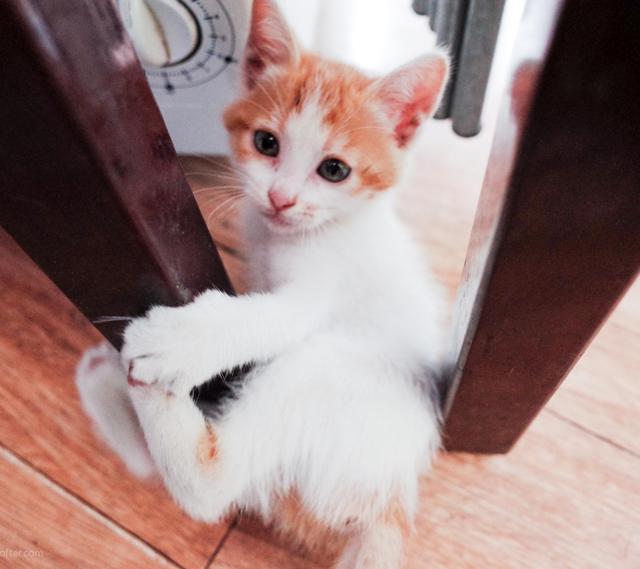 怎么确定猫认主人了咕噜咕噜:猫咪是怎么分辨出主人的？