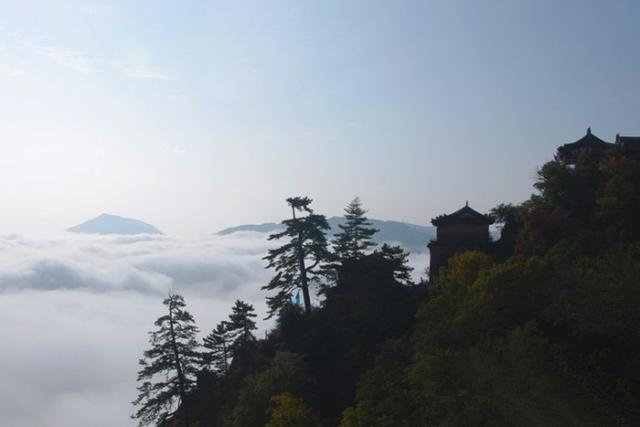 甘肃发现首例白化野骆驼:骆驼有许多散养的，怎样区分骆驼是野骆驼还是家骆驼