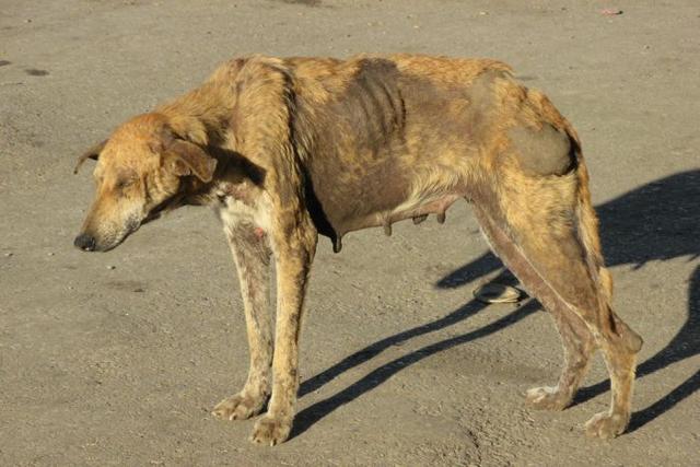 日本狂犬病发病率:被小狗咬了，没注射疫苗，这种情况会患狂犬病吗？ 日本狂犬病发病率为何低