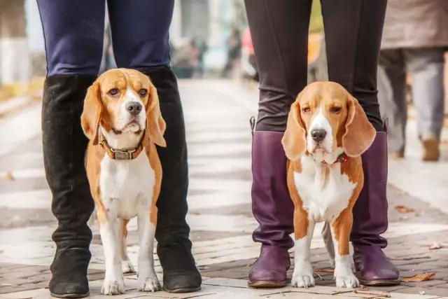 牵犬师培训手册电子档:第一次养狗，最容易犯哪些禁忌？
