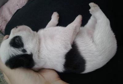 犬瘟热检测:怎么判断小奶狗是发烧还是犬瘟热？