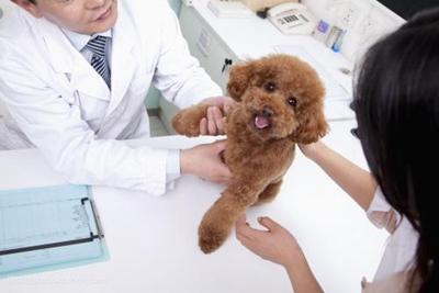 犬瘟热检测:怎么判断小奶狗是发烧还是犬瘟热？