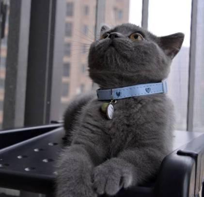 铃铛猫叫什么:该不该给猫戴项圈和铃铛？