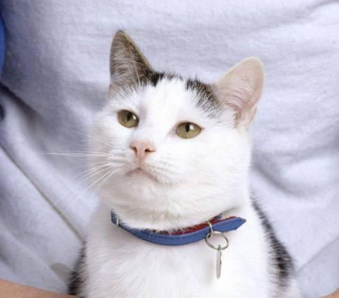 铃铛猫叫什么:该不该给猫戴项圈和铃铛？