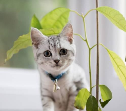铃铛猫叫什么:该不该给猫戴项圈和铃铛？