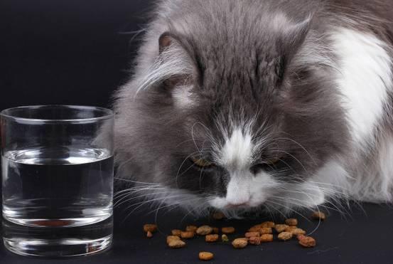 猫吃生骨肉一天多少克:猫生骨肉一天喂多少 100天的起司猫每天吃多少合适？