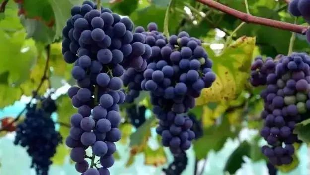 “葡萄美酒夜光杯”,中国是什么时候开始有葡萄酒的？它在当时“酒界”的地位是怎么样的？