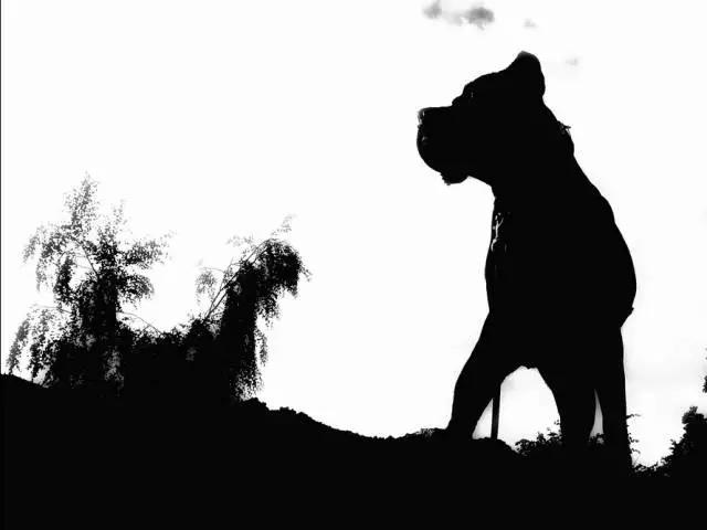 卡斯罗犬图片狗乐淘狗网:为什么很多人喜欢卡斯罗？