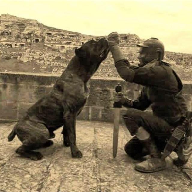 卡斯罗犬图片狗乐淘狗网:为什么很多人喜欢卡斯罗？