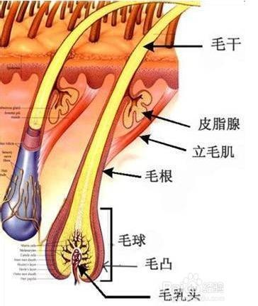 预防脱发(预防脱发的食物有哪些)