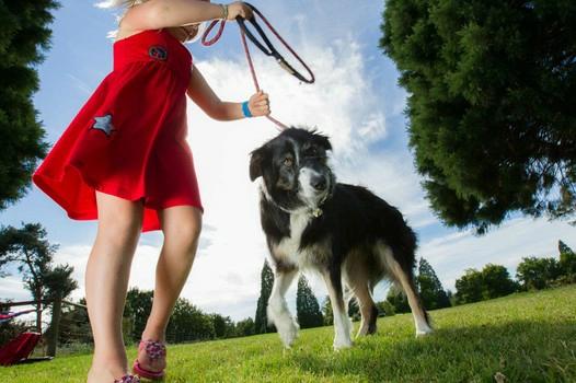 头条问答 牧羊犬天生就会牧羊吗 17个回答