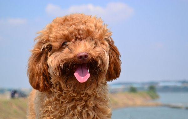 香槟色泰迪犬怎么养:宠物狗泰迪的饲养方法，两个月小泰迪怎么养？
