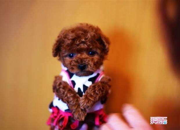香槟色泰迪犬怎么养:宠物狗泰迪的饲养方法，两个月小泰迪怎么养？