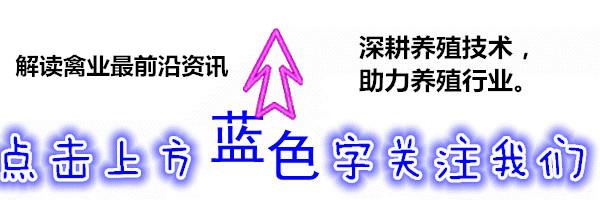 楚雄太阳鸟赛鸽中心:好鸽子为什么都轮为了天落鸟？ 楚雄太阳鸟赛鸽中心秋棚