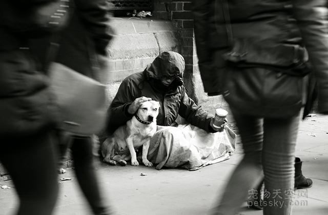 导盲犬珍妮 寄养家:导盲犬珍妮退役后的生活 哪部电影中狗对主人的忠诚感动了你？
