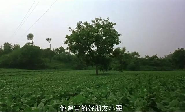 张柏芝小时候:《大块头有大智慧》这部电影到底讲的什么内容