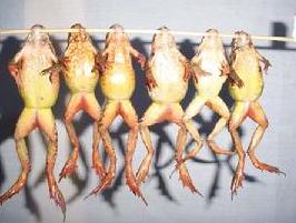 吃林蛙油需要知道哪些讲究，长白山林蛙油制作过程有多残忍