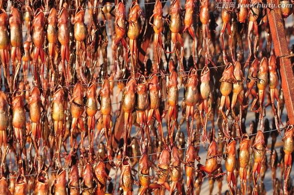 林蛙油什么人不能吃，东北林蛙是否会进2020年禁食名录？为什么？