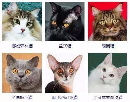 宿舍里怎么养猫:你怎么看待大学生在宿舍养宠物的现象？ 宿舍里养猫都是怎么藏的