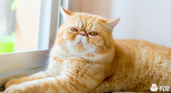 调皮的咖啡猫:如何让一只脾气臭到爆的加菲猫脾气好点？