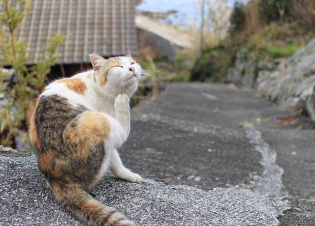 日本截尾猫:日本截尾猫图片 在日本宠物可以进地铁吗？