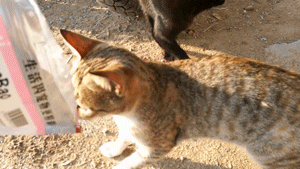 tag 猫猫表情网:你的猫拍表情相片吗？你都有哪些好看的图片呢？