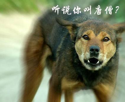 保安遭恶犬攻击视频吓尿了:大学校园有只流浪狗，保安该不该把它打死？ 保安遭恶犬攻击