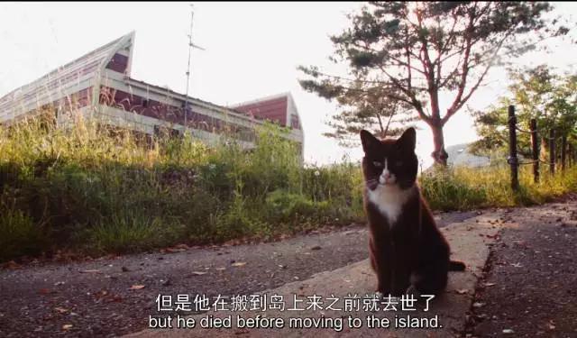 猫咪物语10:有哪些关于猫的纪录片值得推荐的？ 猫咪物语1百度云