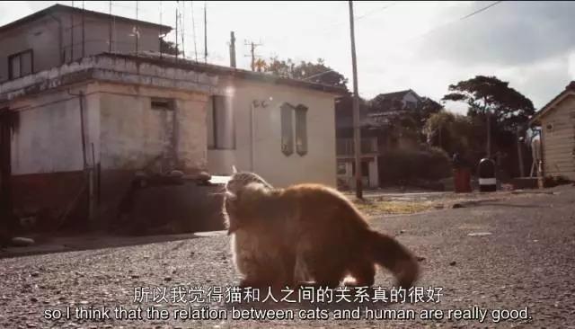 猫咪物语1到10:有哪些关于猫的纪录片值得推荐的？